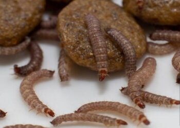 Plötzlich Maden in der Küche