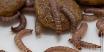 Plötzlich Maden in der Küche